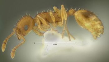 Media type: image;   Entomology 615102 Aspect: habitus lateral view